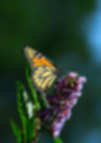 We are Bee and Butterfly Friendly