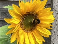 Natures Harmonies Series - Part 1