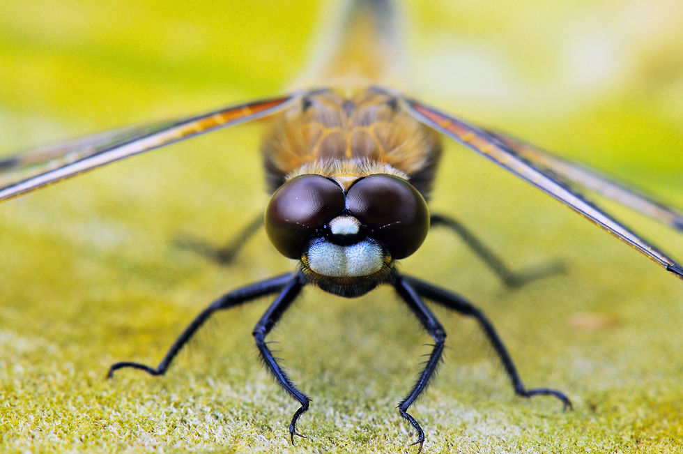 Dragonfly Council #3