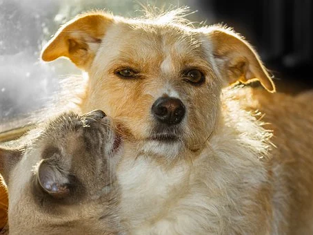 Heartworm Meds? PLEASE Don't Do this