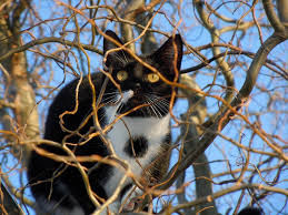 Keeping Cats (& Birds) Safe
