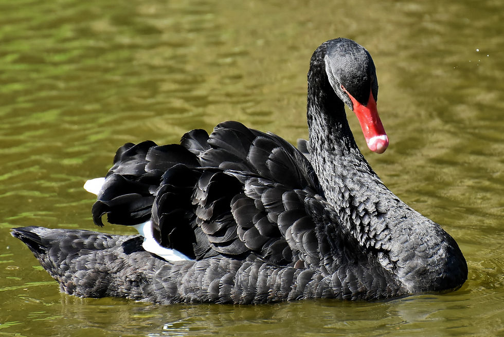 Swan Council #3