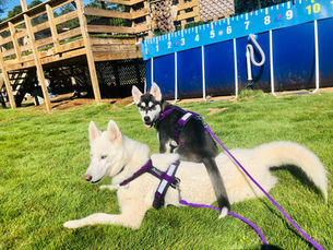 Introducing CTC Dog Gear Ambassadors-in-Training 2 of 2