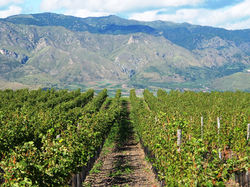 sicily wine