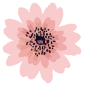 花イラスト
