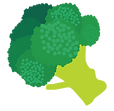 ブロッコリー
