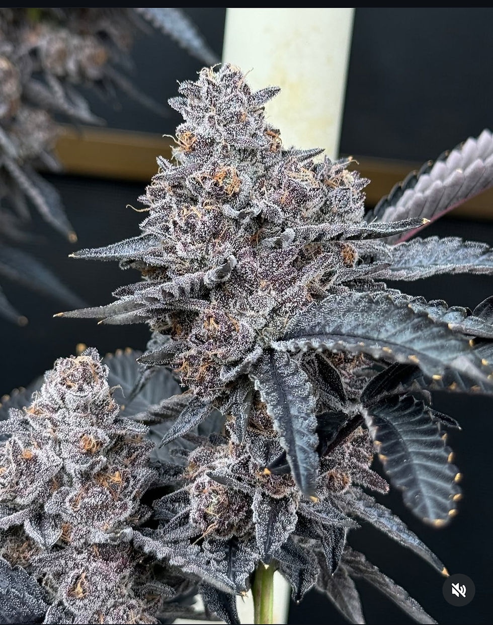 Thumbnail: BLACKOUT CHERRIES (Black Cherry Runts X Super Buff Cherry #26)