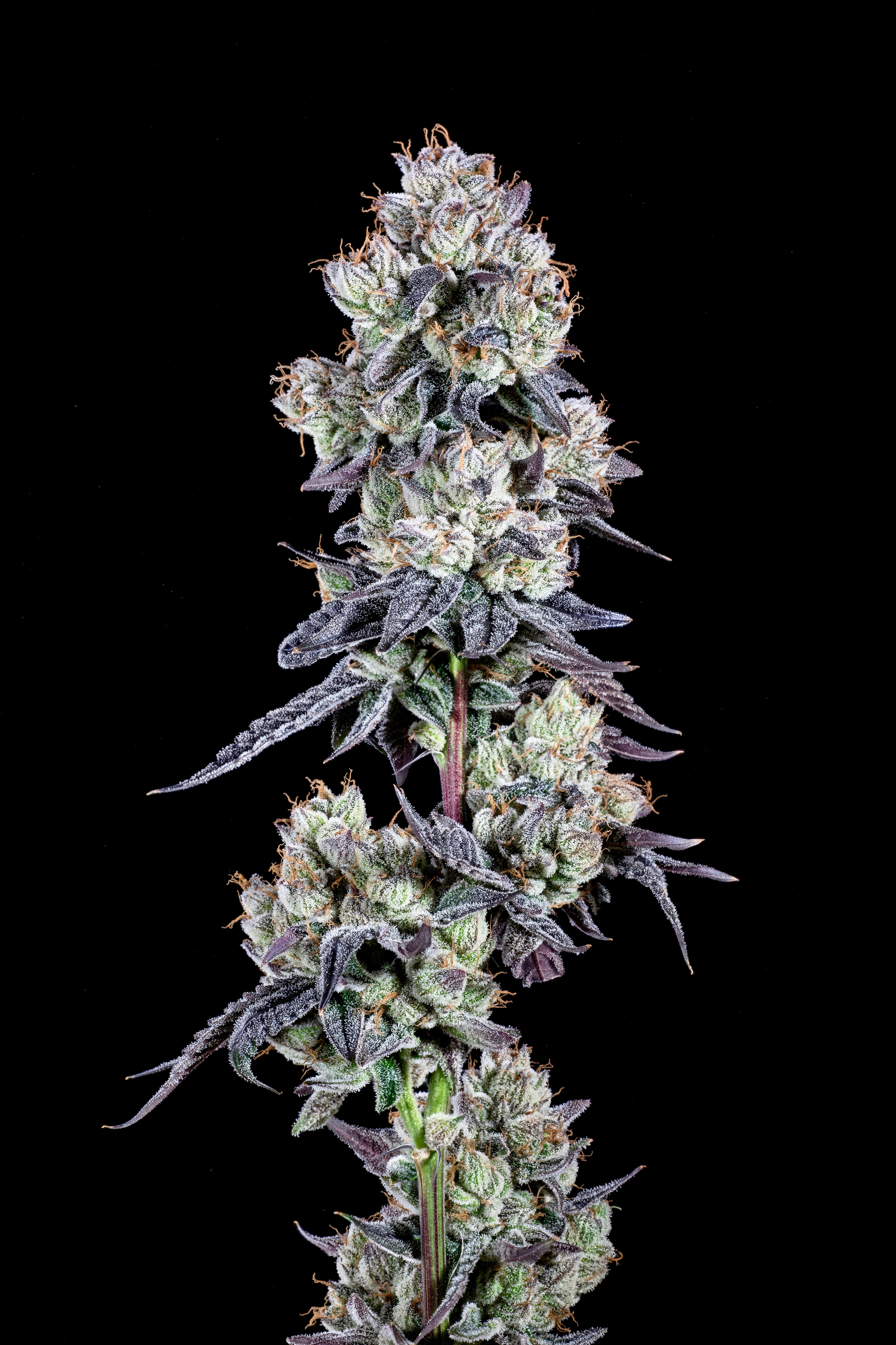 Warheadz Sugar (Sugar Cane x Galactic Warheadz) 12 Fem Seeds