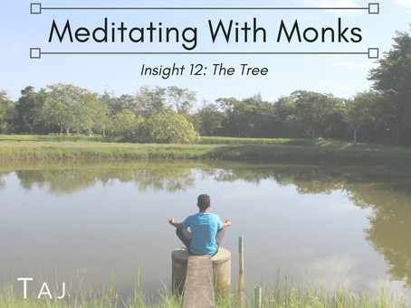 Meditating With Monks: Insight 12 - The Tree
