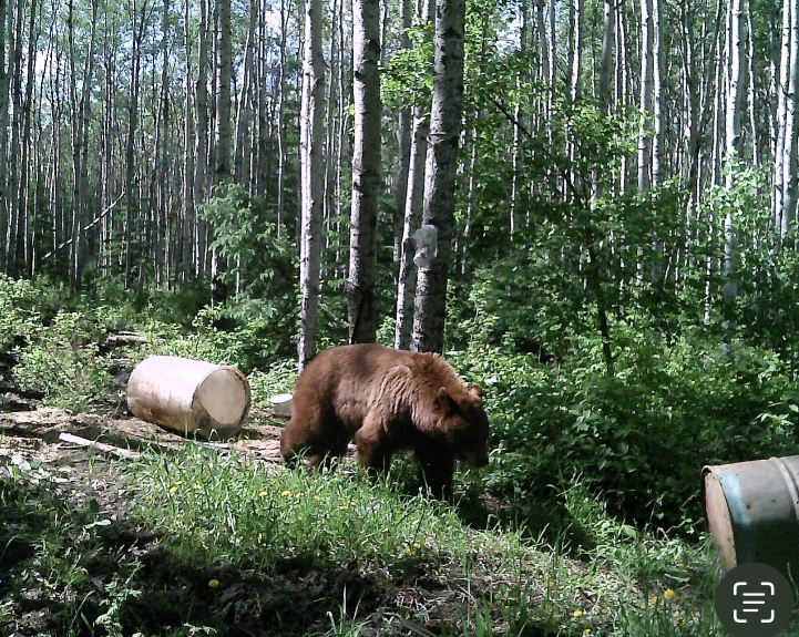 Chasse à l'ours noir de printemps - 6 jours — Brad Kercher Guiding & Outfitting – Brad Kercher Guiding & Outfitting