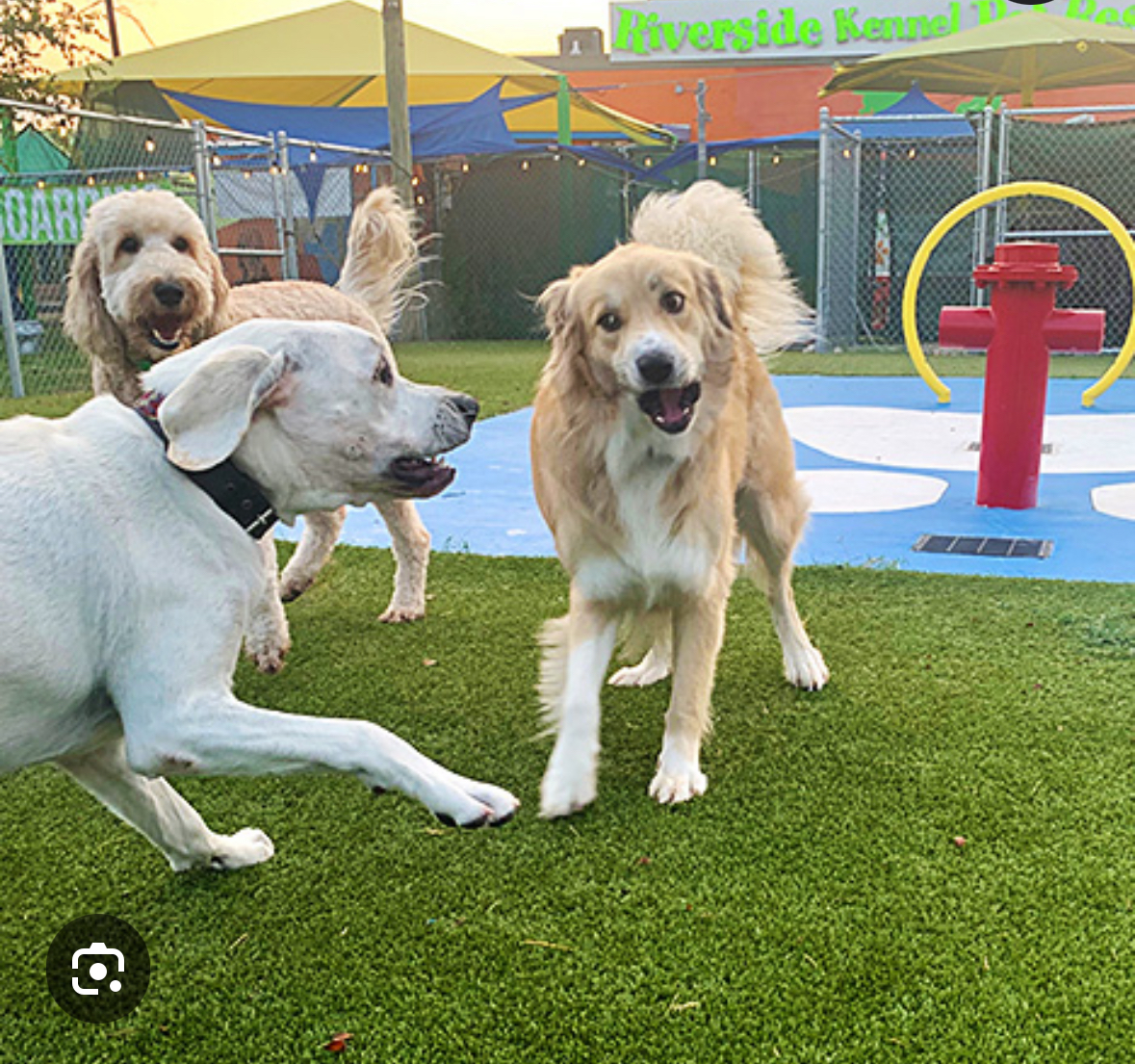 PUPPY LOVE BOARDERS - Pet groomer in Sacramento