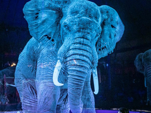 Quand les hologrammes œuvrent pour le bien-être animal