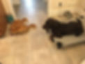 Labrador sitting with cats eating in front