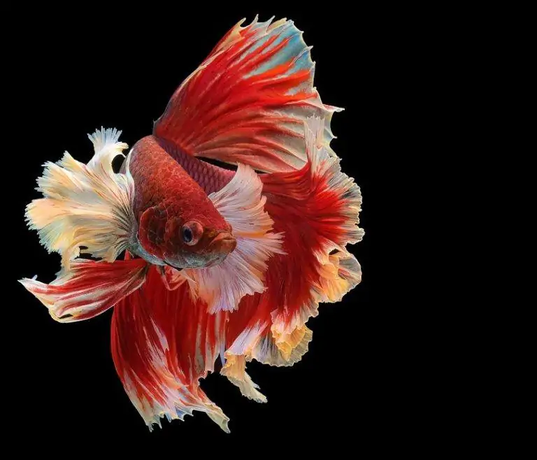 Thumbnail: Assorted betta fish 