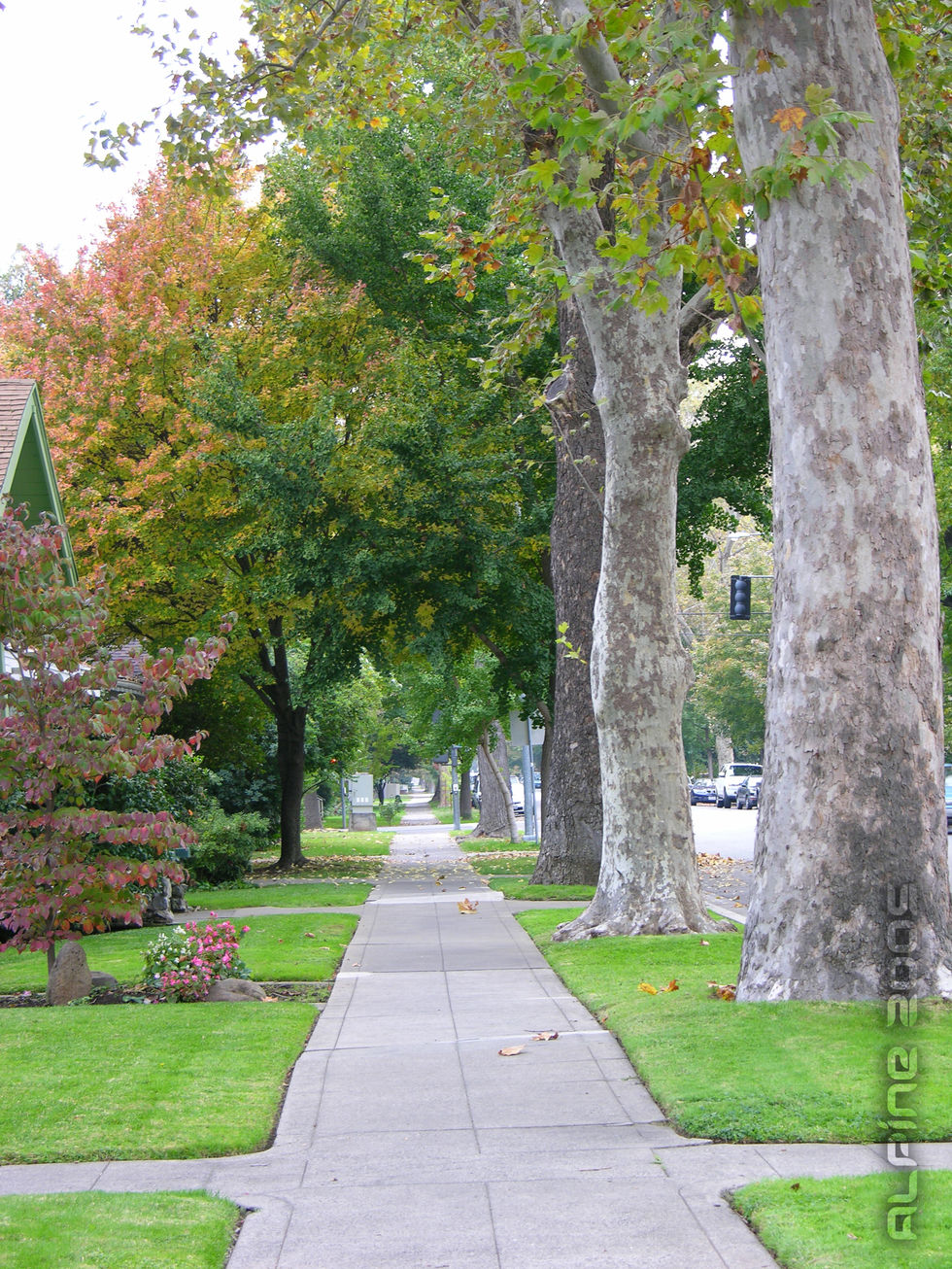 Chico Sidewalk -edit