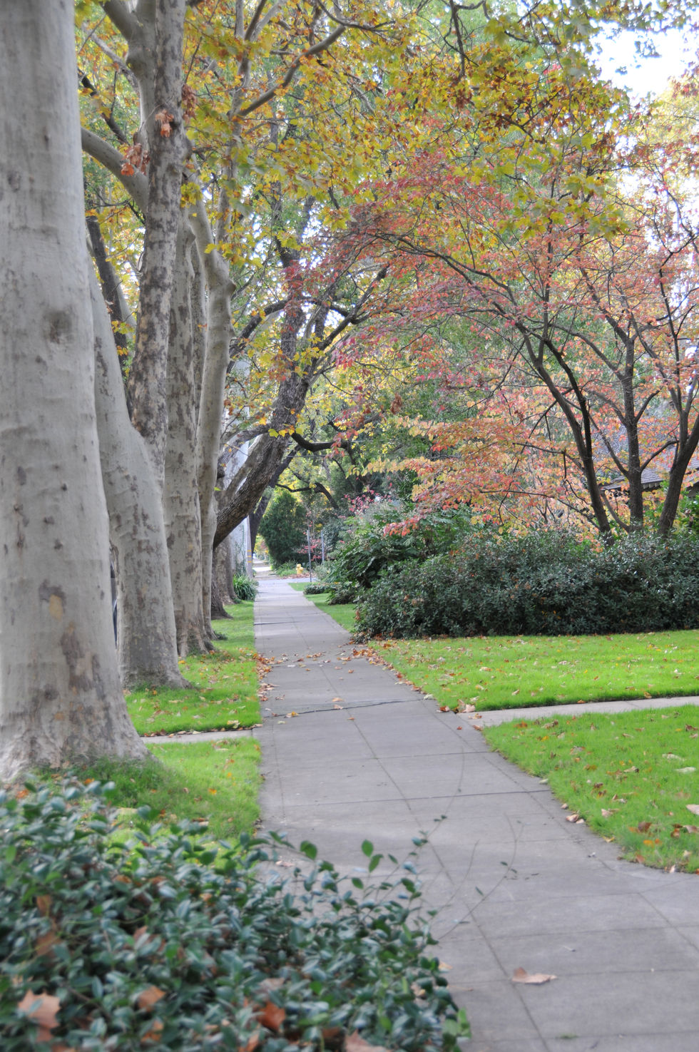 Downtown Chico sidewalk