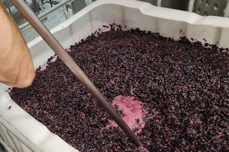 Sparkling Pinot Noir Fermentation