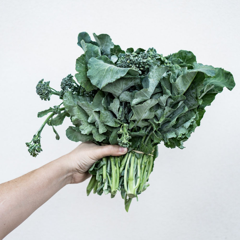 NitrogenLoving Plants that will Love Your FoodCycler