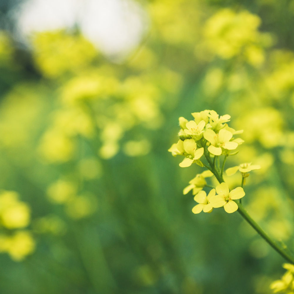 NitrogenLoving Plants that will Love Your FoodCycler