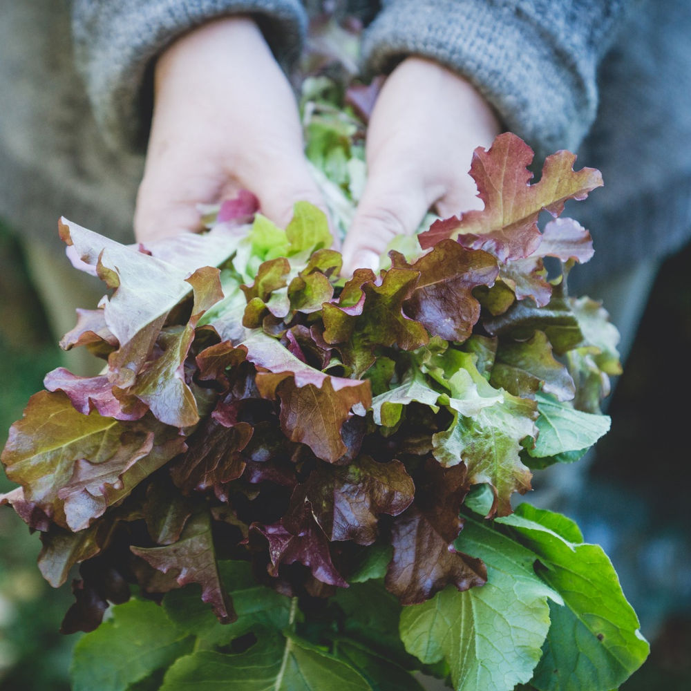 NitrogenLoving Plants that will Love Your FoodCycler