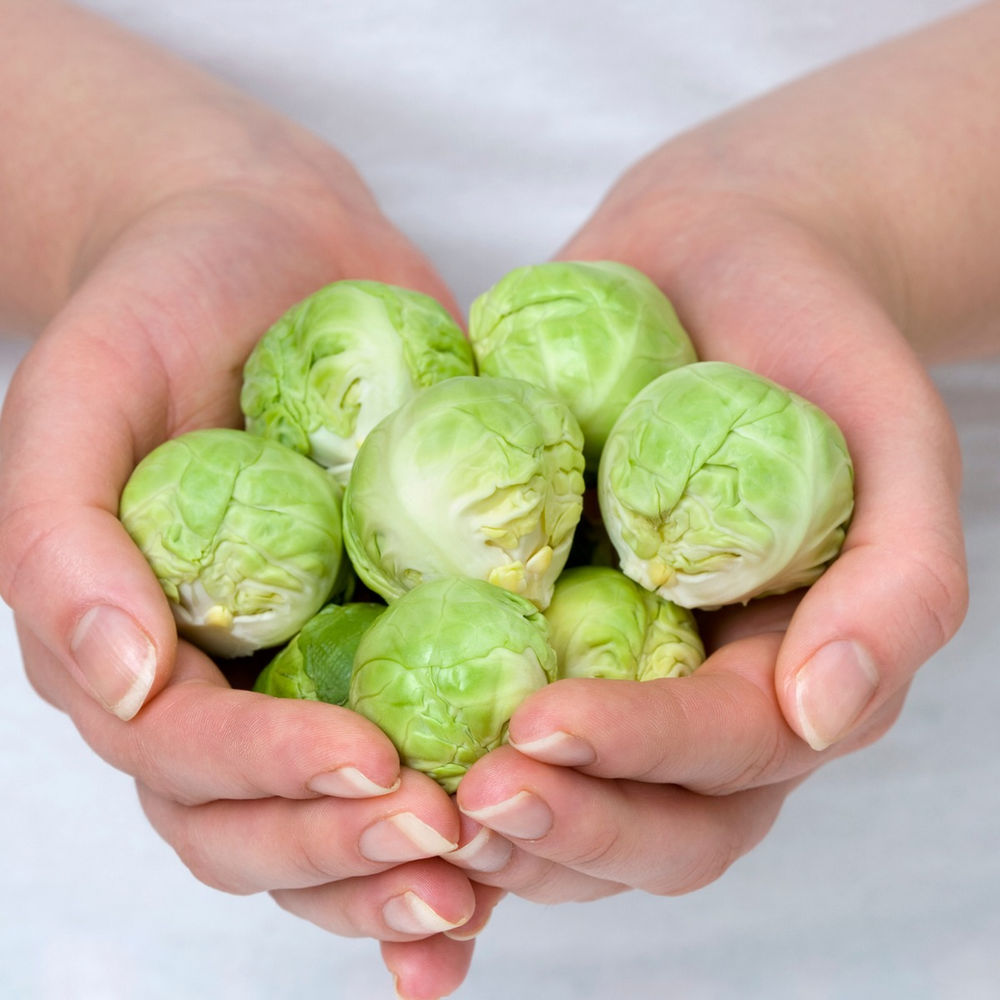 NitrogenLoving Plants that will Love Your FoodCycler