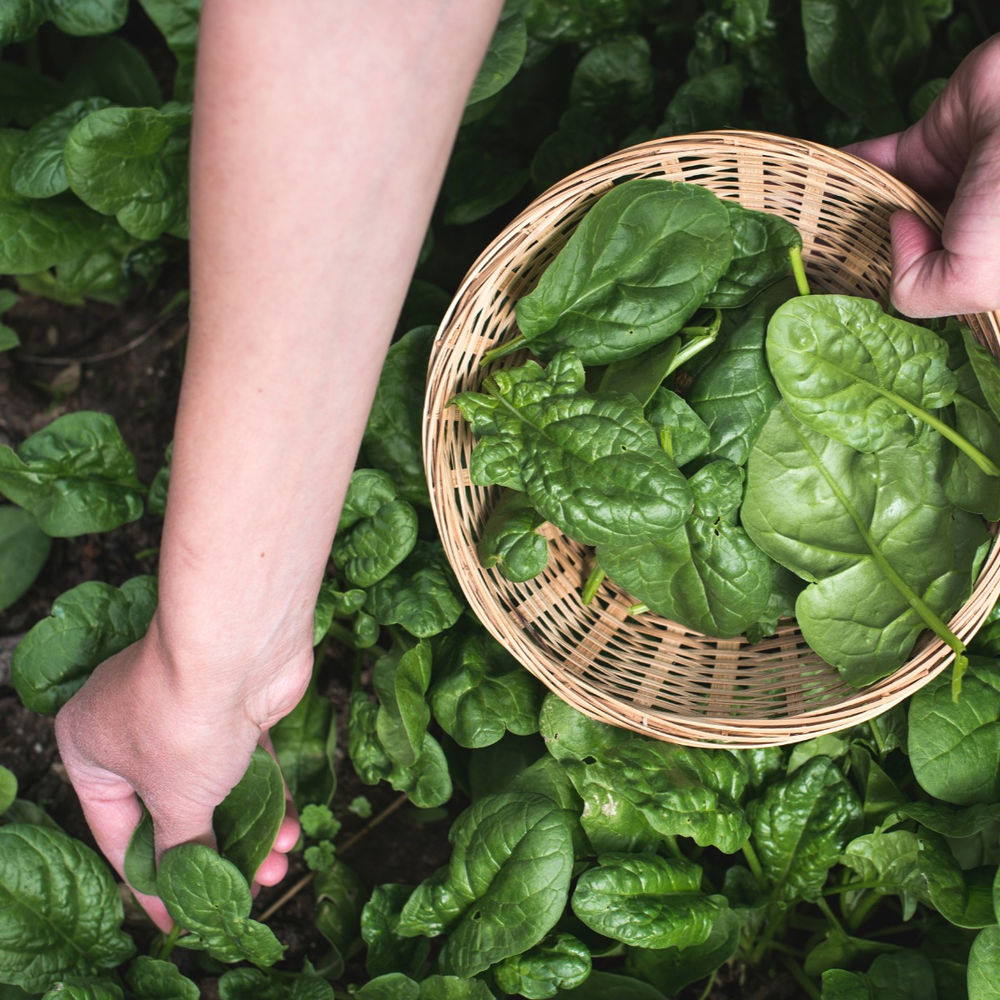 NitrogenLoving Plants that will Love Your FoodCycler Fertilizer