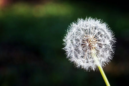 Dandelion.jpeg