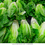 Miniatura: lettuce romane hard