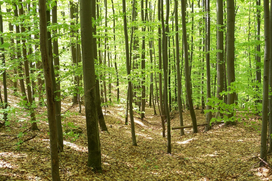 image-900x600.png