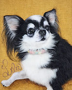 56AF87BE-5CB4-407D-B6A5-BCD8F7B24D55_1_1