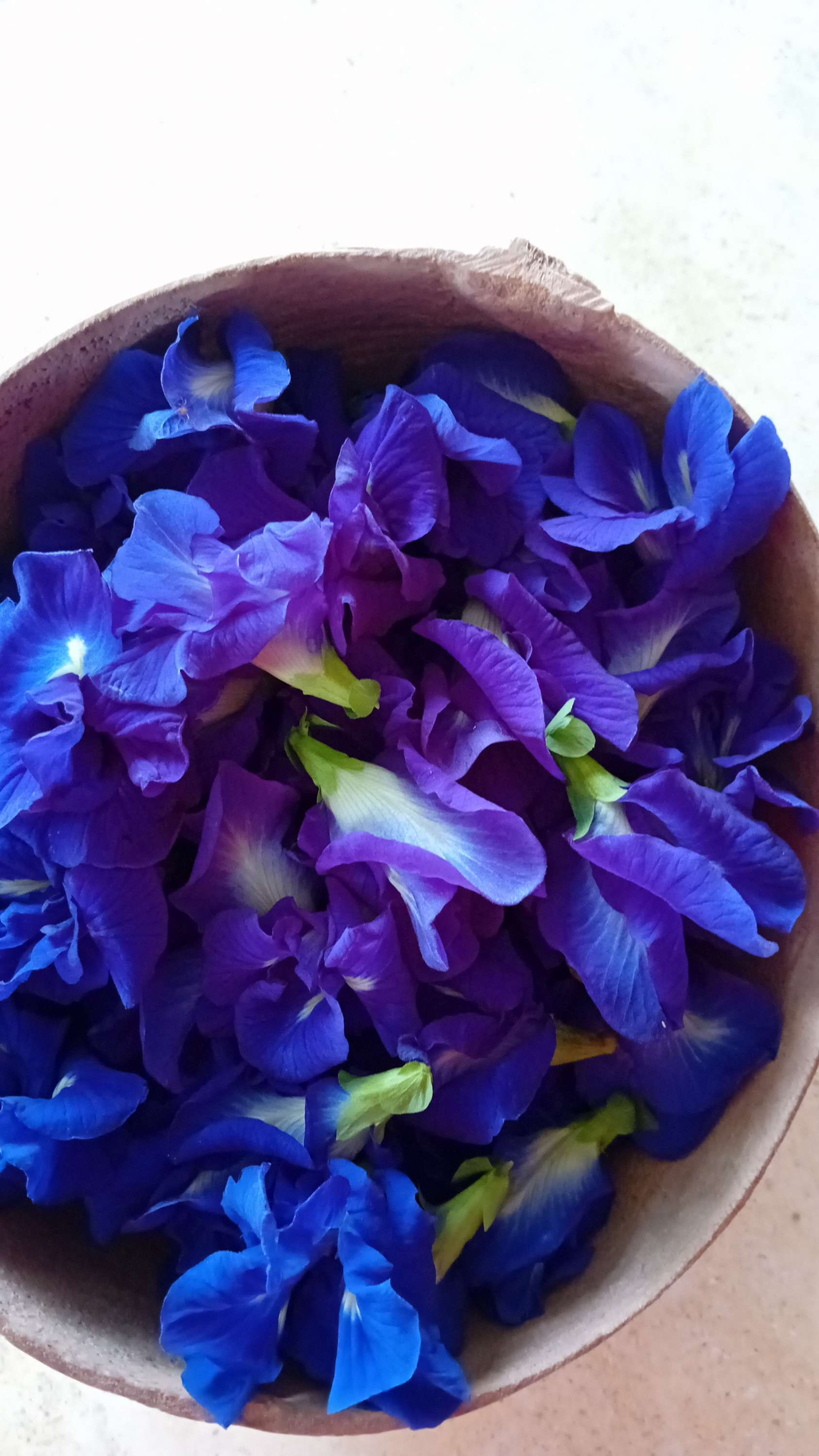 Fleurs fraiches de pois bleues dynamisées Guadeloupe uniquement 