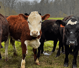 what-is-regenerative-farming-1200x628.png