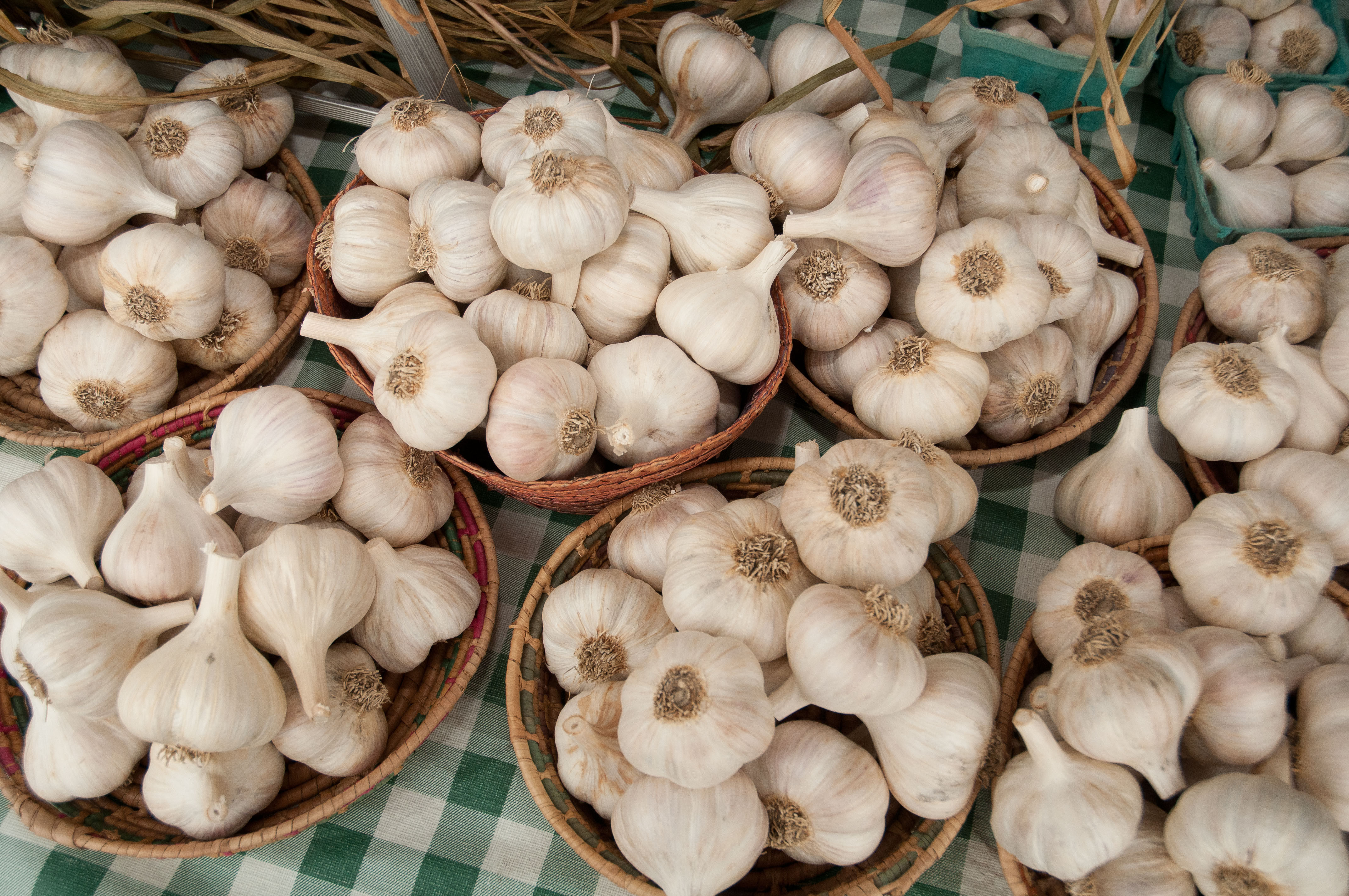 GARLIC GALORE (GF)