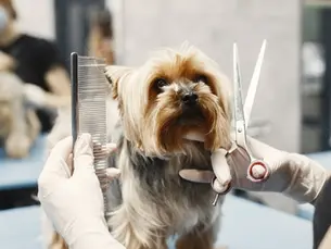what vaccines do dogs need for grooming