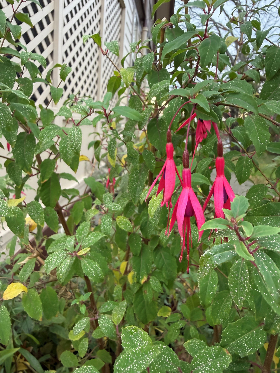Polka dot painted fuchias in November to remind us that our historic office building is now newly painted!
