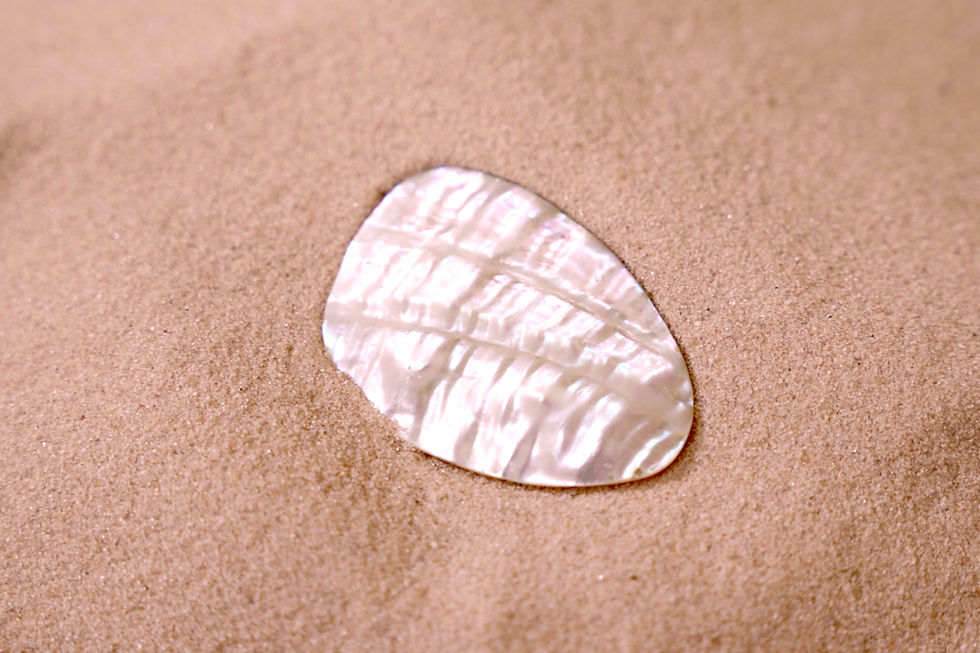 shell on sand
