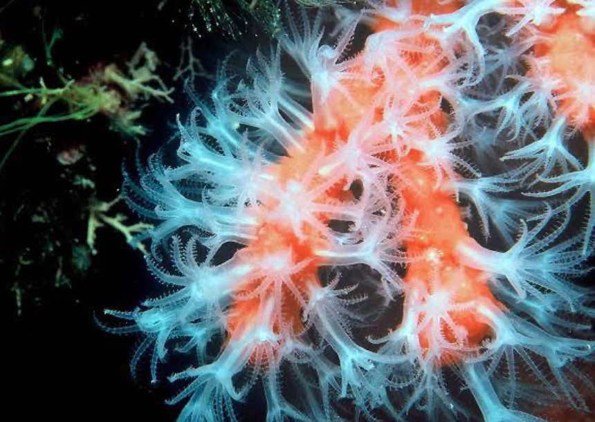Photo of a sea creature (coral) orange in the middle and white on the outside