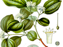 Nux Vomica Homeopathic Remedy for Modern Stress and Digestion Issues