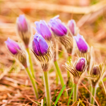 Pulsatilla: Egy gyengéd szer az otthoni elsősegélycsomagban