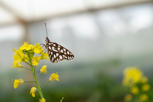 Boyacá es una de las tierras ricas en mariposas y biodiversidad