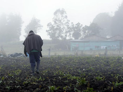 En Monguí 25 agricultores resultaron afectados por las heladas de los últimos días