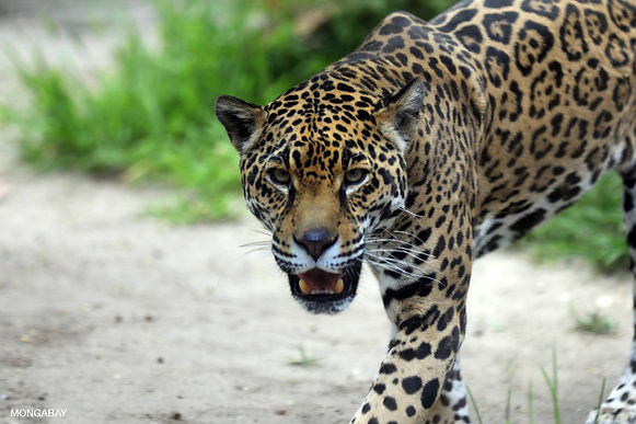 Buscan al jaguar que atacó a dos integrantes de la comunidad U’wa