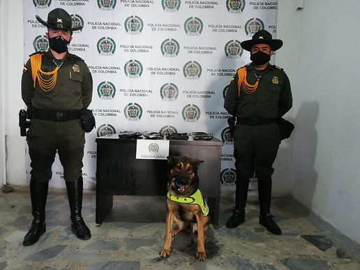 ‘Cuco’ encontró 1.900 gramos de marihuana