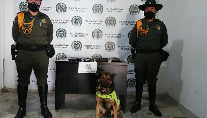 ‘Cuco’ encontró 1.900 gramos de marihuana