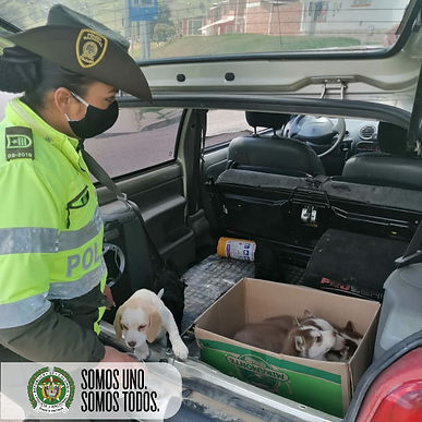 Incautaron ocho cachorros