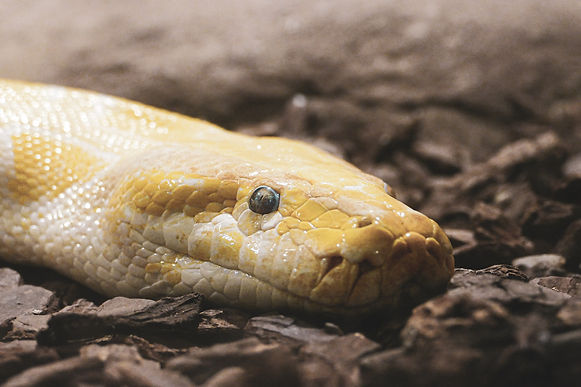 Corpoboyacá liberó una boa constrictor