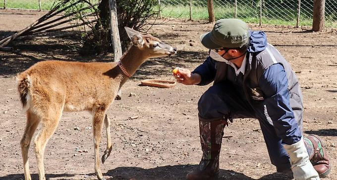 Corpoboyacá realizó decomiso preventivo de cuatro especies de fauna silvestre en el municipio de Sáchica