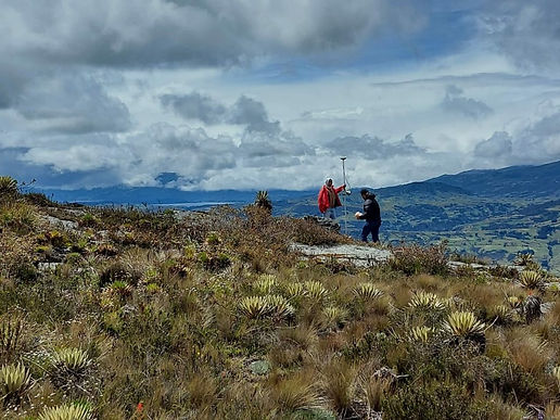 ¿Cómo hacerle frente a la deforestación?