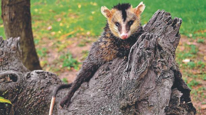 La zarigüeya es la principal víctima de atropellamiento de fauna silvestre