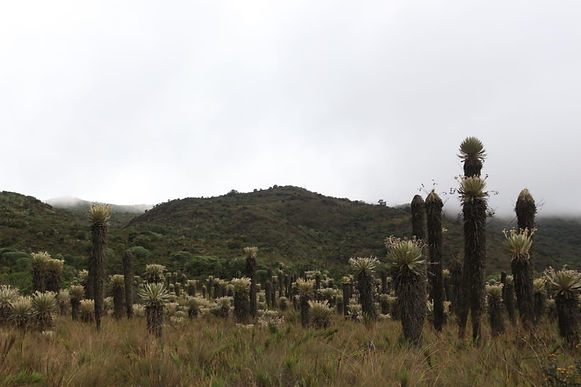 Corpoboyacá comenzará el Plan de Manejo de Cortadera y Valle